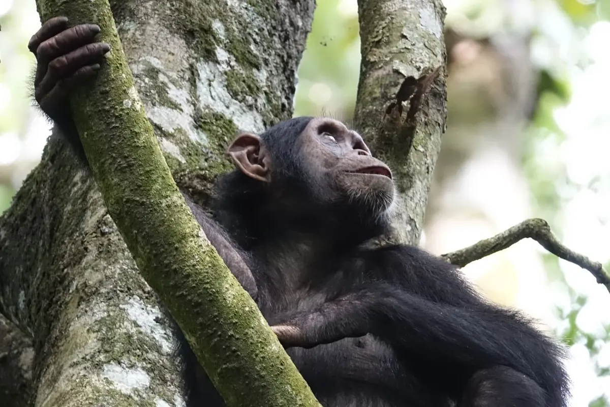 Chimpansee en de andere primaten