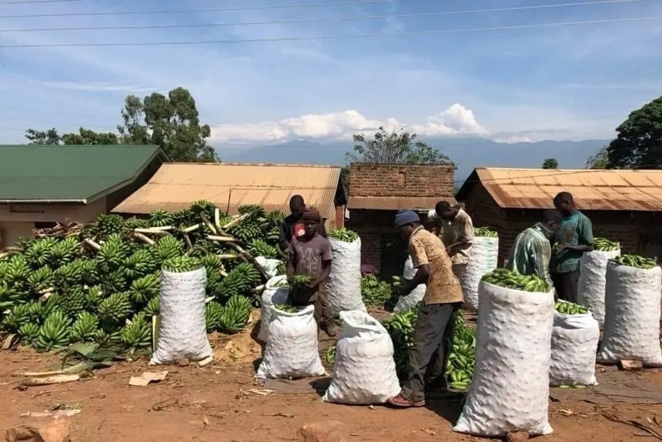 Rolex, matoke en luwombo: eten onderweg in Oeganda
