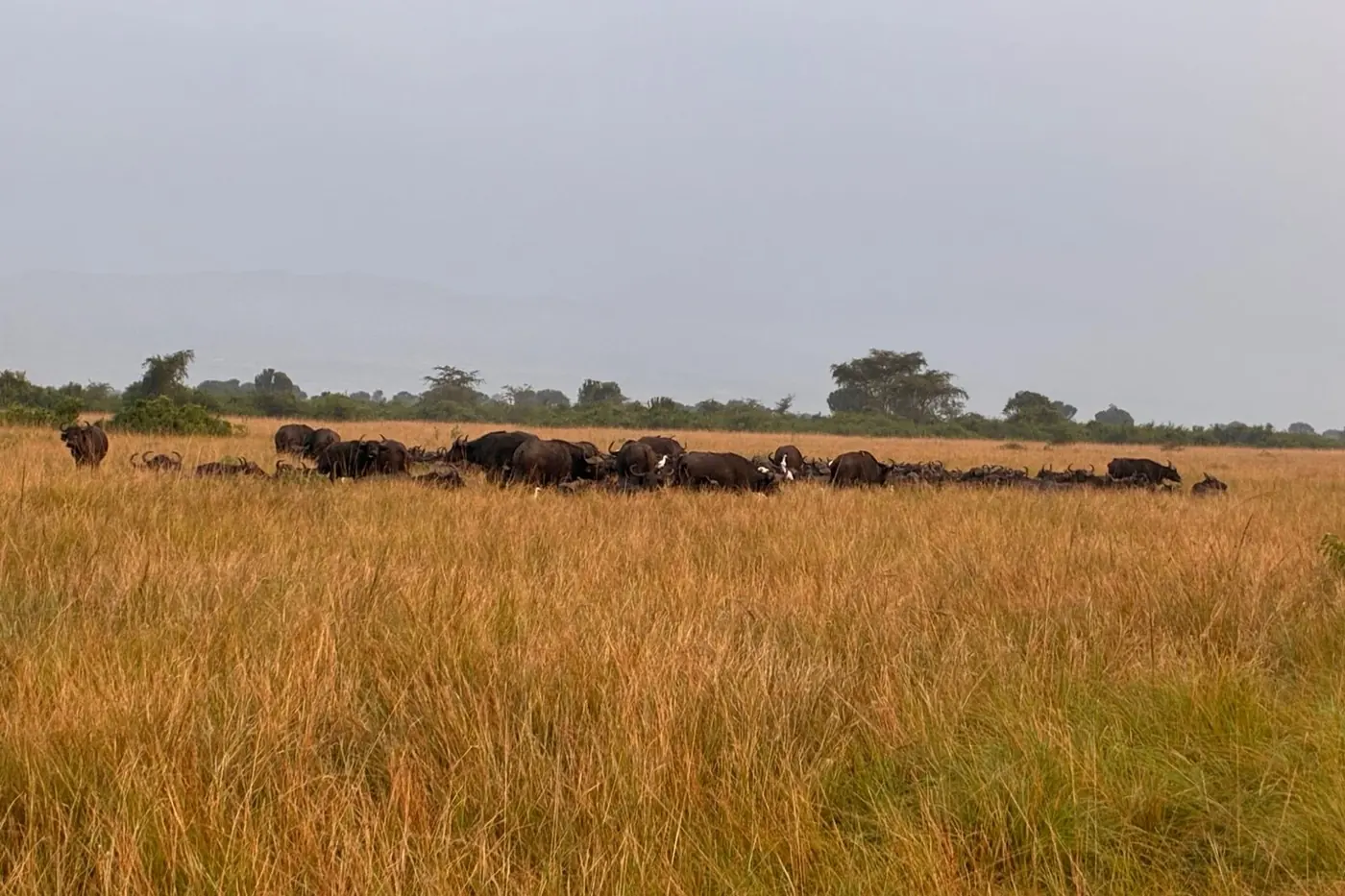 Ziwa: de enige plek in Oeganda waar neushoorns leven